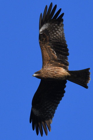 トリミング 2021/10月 SIGMA150-600C+D500 550mm F8 ss1/1600 ISO800 AF-C グループエリア