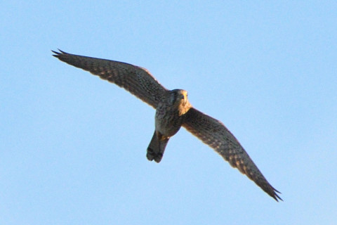 トリミング 2021/10月 SIGMA150-600C+D500 600mm F8 ss1/1600 ISO500 AF-C グループエリア