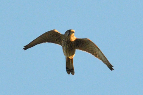 トリミング 2021/10月 SIGMA150-600C+D500 600mm F8 ss1/1600 ISO1100 AF-C シングル