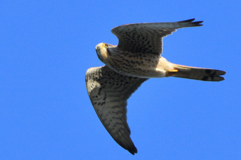 トリミング 2021/10月 SIGMA150-600C+D500 600mm F8 ss1/1600 ISO1600 AF-C シングル