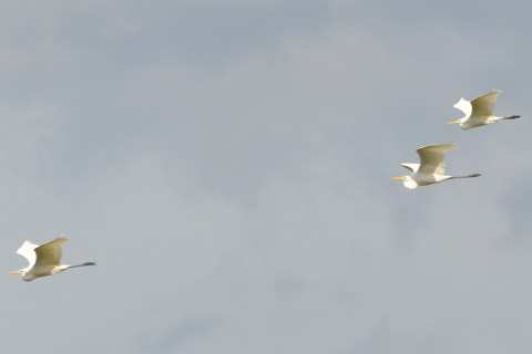 トリミング 2021/10月 SIGMA150-600C+D500 390mm F7.1 ss1/1250 ISO250 AF-C グループエリア