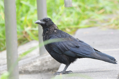 トリミング 2021/10月 SIGMA150-600C+D500 550mm F6.3 ss1/1600 ISO2200 MF