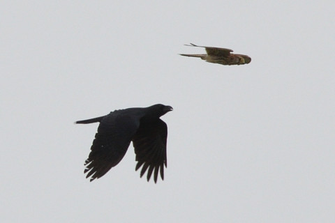 トリミング 2021/10月 SIGMA150-600C+D500 550mm F8 ss1/1250 ISO500 AF-C グループエリア