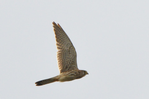 トリミング 2021/10月 SIGMA150-600C+D500 550mm F8 ss1/1250 ISO900 AF-C 25点