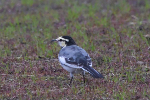 トリミング 2021/10月 SIGMA150-600C+D500 600mm F8 ss1/1250 ISO4000 MF