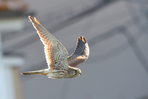 トリミング 2021/10月 SIGMA150-600C+D500 600mm F7.1 ss1/1250 ISO2800 AF-C 25点