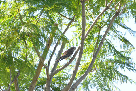 2021/10月 SIGMA150-600C+D500 600mm F7.1 ss1/1250 ISO1000