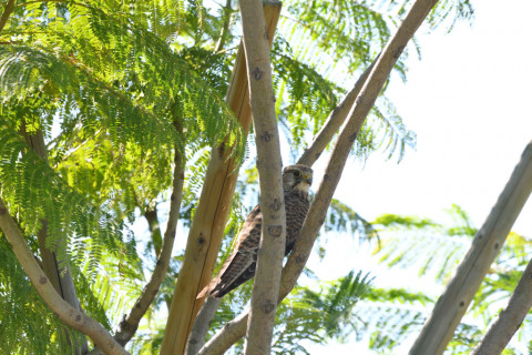 2021/10月 SIGMA150-600C+D500 600mm F8 ss1/1250 ISO2000