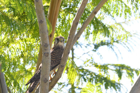 2021/10月 SIGMA150-600C+D500 600mm F8 ss1/1250 ISO4000