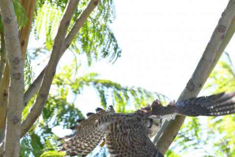 2021/10月 SIGMA150-600C+D500 600mm F8 ss1/1250 ISO1600 AF-C 25点