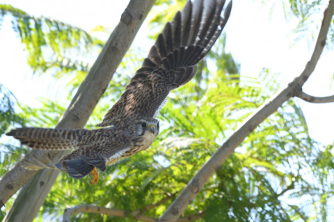 2021/10月 SIGMA150-600C+D500 600mm F8 ss1/1250 ISO1600 AF-C 25点