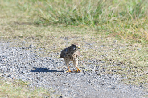 2021/10月 SIGMA150-600C+D500 600mm F8 ss1/1250 ISO1400 AF-C 25点