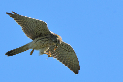 トリミング 2021/10月 SIGMA150-600C+D500 440mm F8 ss1/1250 ISO1000 AF-C 25点