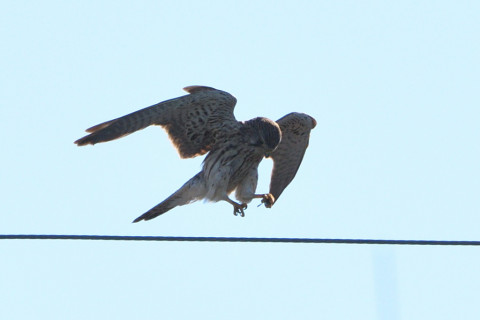 トリミング 2021/10月 SIGMA150-600C+D500 440mm F8 ss1/1250 ISO320 AF-C 25点