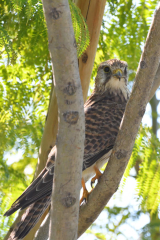 トリミング 2021/10月 SIGMA150-600C+D500 600mm F8 ss1/1250 ISO4000