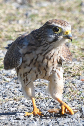 トリミング 2021/10月 SIGMA150-600C+D500 600mm F8 ss1/1250 ISO1400 AF-C 25点