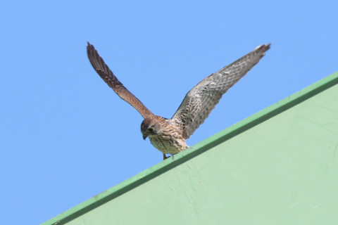 トリミング 2021/10月 SIGMA150-600C+D500 600mm F8 ss1/1250 ISO500 AF-C 25点