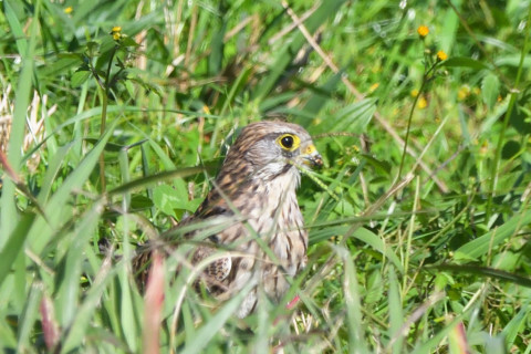 トリミング 2021/10月 SIGMA150-600C+D500 600mm F8 ss1/1250 ISO900