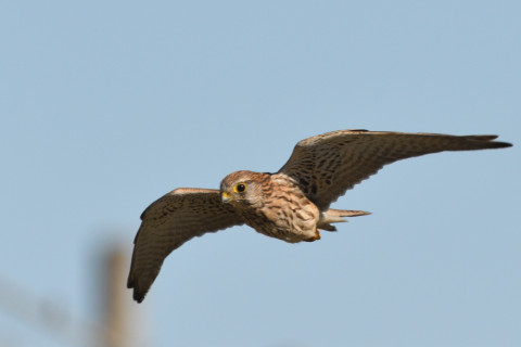 トリミング 2021/10月 SIGMA150-600C+D500 600mm F8 ss1/1250 ISO320 AF-C 25点