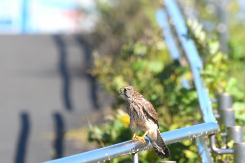 トリミング 2021/10月 SIGMA150-600C+D500 600mm F8 ss1/1250 ISO1400 AF-C 25点