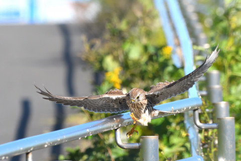 トリミング 2021/10月 SIGMA150-600C+D500 600mm F8 ss1/1250 ISO1600 AF-C 25点