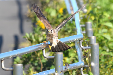 トリミング 2021/10月 SIGMA150-600C+D500 600mm F8 ss1/1250 ISO1600 AF-C 25点