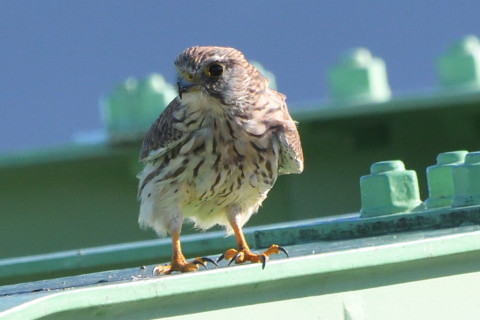 トリミング 2021/10月 SIGMA150-600C+D500 600mm F8 ss1/1250 ISO1100