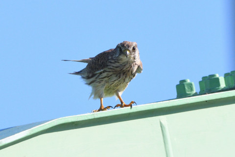 トリミング 2021/10月 SIGMA150-600C+D500 600mm F8 ss1/1250 ISO640