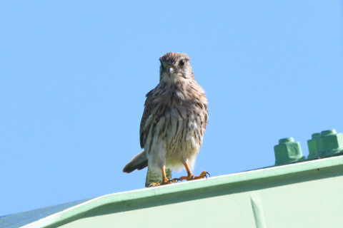 トリミング 2021/10月 SIGMA150-600C+D500 600mm F8 ss1/1250 ISO640