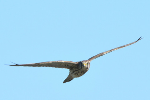 トリミング 2021/10月 SIGMA150-600C+D500 600mm F8 ss1/1250 ISO360 AF-C 25点