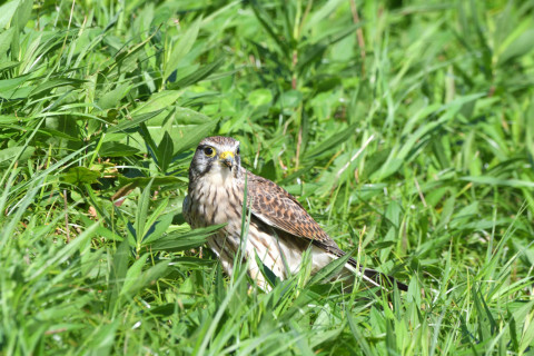 トリミング 2021/10月 SIGMA150-600C+D500 600mm F8 ss1/1250 ISO1100 