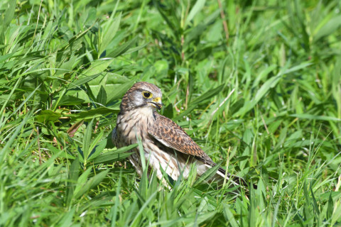 トリミング 2021/10月 SIGMA150-600C+D500 600mm F8 ss1/1250 ISO1000
