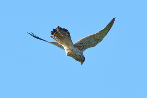 トリミング 2021/10月 SIGMA150-600C+D500 600mm F8 ss1/640 ISO360 AF-C 25点