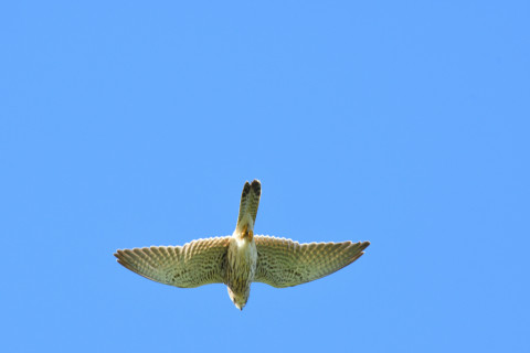 2021/10月 SIGMA150-600C+D500 320mm F8 ss1/640 ISO900 AF-C 25点