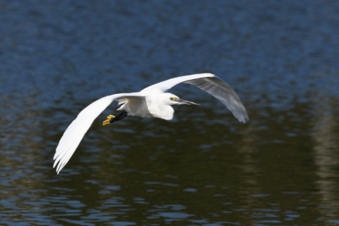 トリミング 2021/10月 SIGMA150-600C+D500 600mm F8 ss1/800 ISO220 AF-C 25点