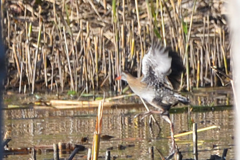 トリミング 2021/10月 SIGMA150-600C+D500 600mm F8 ss1/800 ISO640 AF-C 25点