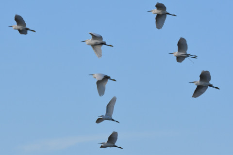 トリミング 2021/10月 SIGMA150-600C+D500 230mm F8 ss1/800 ISO220 AF-C 25点