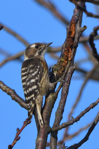 トリミング 2021/10月 SIGMA150-600C+D500 600mm F8 ss1/1250 ISO400
