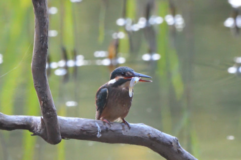 トリミング 2021/10月 SIGMA150-600C+D500 600mm F8 ss1/100 ISO4000