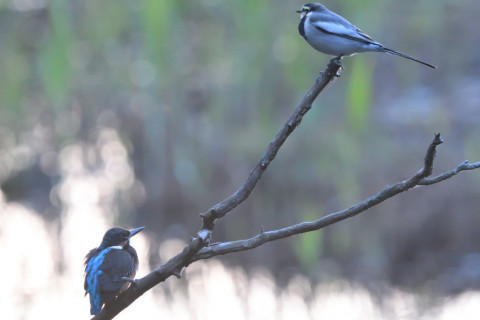 トリミング 2021/10月 SIGMA150-600C+D500 600mm F8 ss1/250 ISO4000