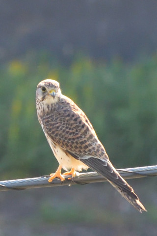 トリミング 2021/10月 SIGMA150-600C+D500 300mm F8 ss1/320 ISO1250