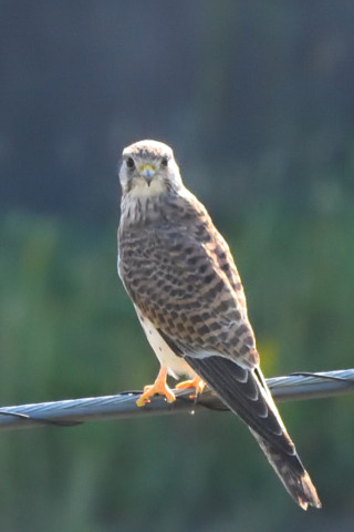 トリミング 2021/10月 SIGMA150-600C+D500 310mm F8 ss1/320 ISO3600 