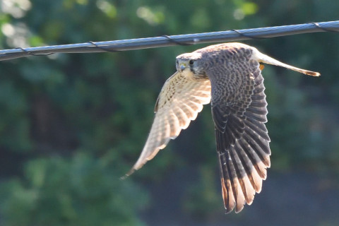 トリミング 2021/10月 SIGMA150-600C+D500 310mm F8 ss1/1250 ISO3200 AF-C 25点