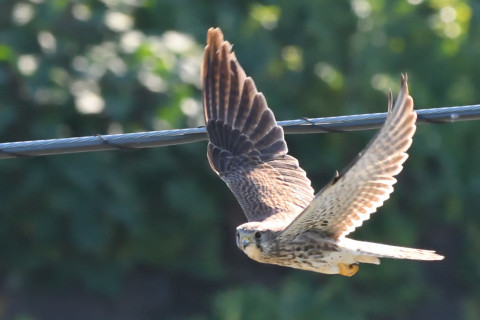 トリミング 2021/10月 SIGMA150-600C+D500 310mm F8 ss1/1250 ISO3200 AF-C 25点