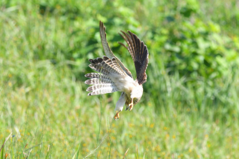 トリミング 2021/10月 SIGMA150-600C+D500 340mm F8 ss1/1250 ISO1600 AF-C 25点