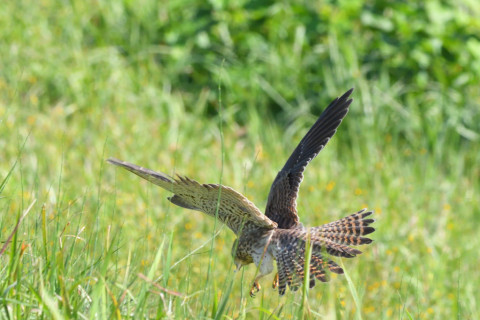 トリミング 2021/10月 SIGMA150-600C+D500 340mm F8 ss1/1250 ISO1600 AF-C 25点