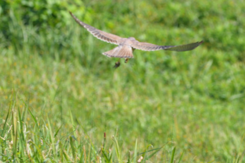 トリミング 2021/10月 SIGMA150-600C+D500 340mm F8 ss1/1250 ISO1100 AF-C 25点