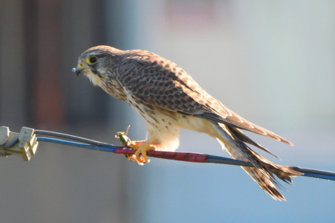 トリミング 2021/10月 SIGMA150-600C+D500 600mm F8 ss1/1250 ISO2000 AF-C 25点