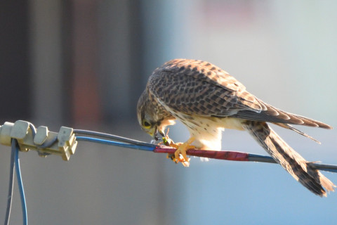 トリミング 2021/10月 SIGMA150-600C+D500 600mm F8 ss1/1250 ISO2200 AF-C 25点