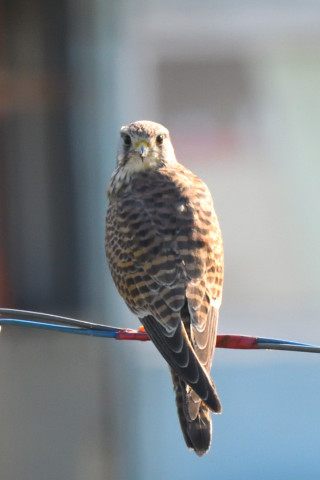 トリミング 2021/10月 SIGMA150-600C+D500 600mm F8 ss1/1250 ISO2800